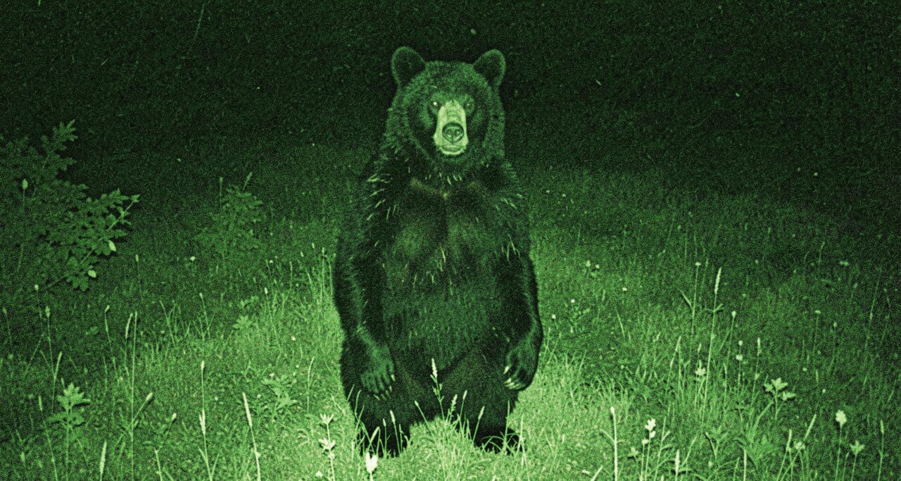 A grainy trail-camera frame of a black bear standing upright in a meadow. The official answer, more or less.