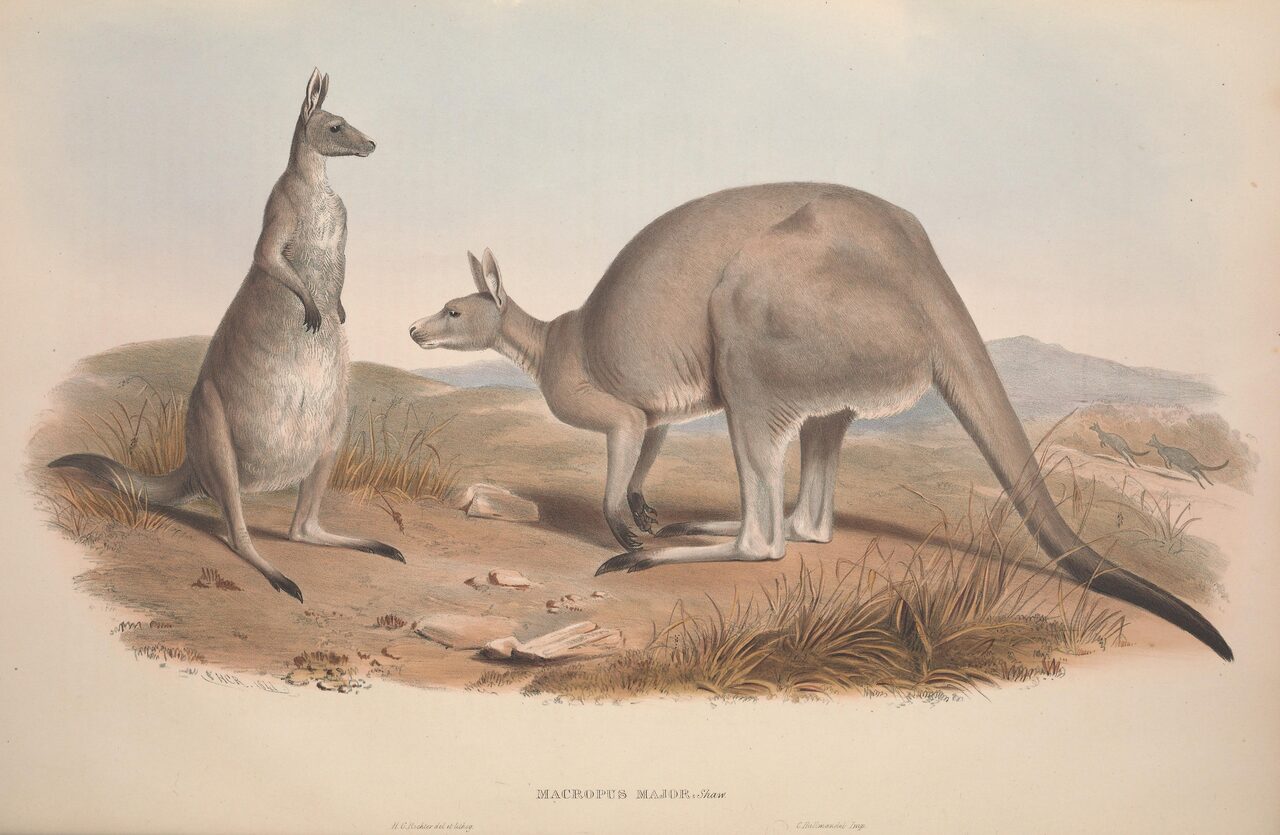 John Gould's drawing of the great kangaroo. Devon's were on a lawn in Sidmouth.