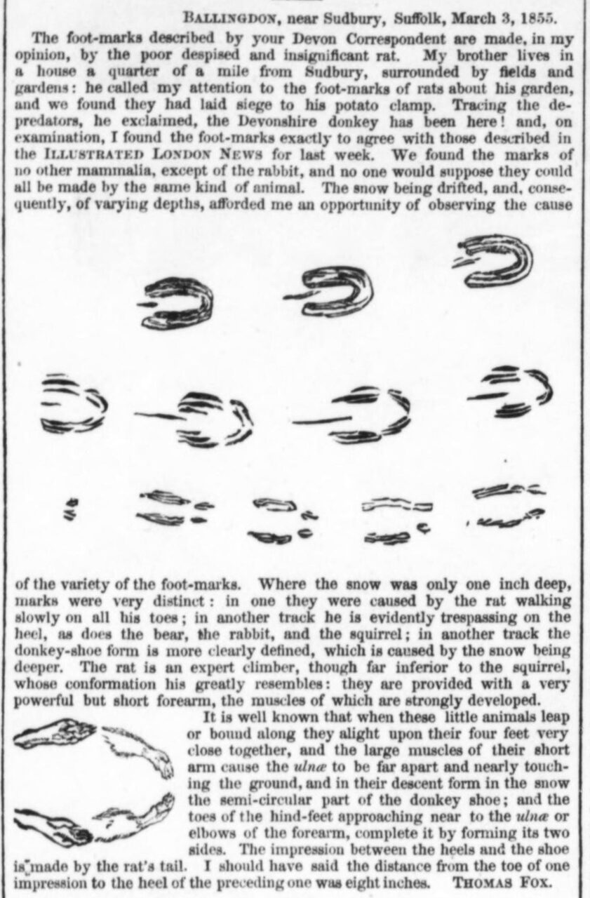 Thomas Fox's rat figures, a drawing he sent to the Illustrated London News.