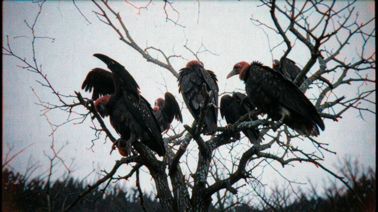 Turkey vultures roosting on a dead ridgeline tree. The leading explanation depends on a great many of them, all at once.