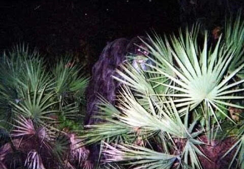 One of the two Myakka photographs, as published. The animal fills most of the frame; the flash has caught the eyes.