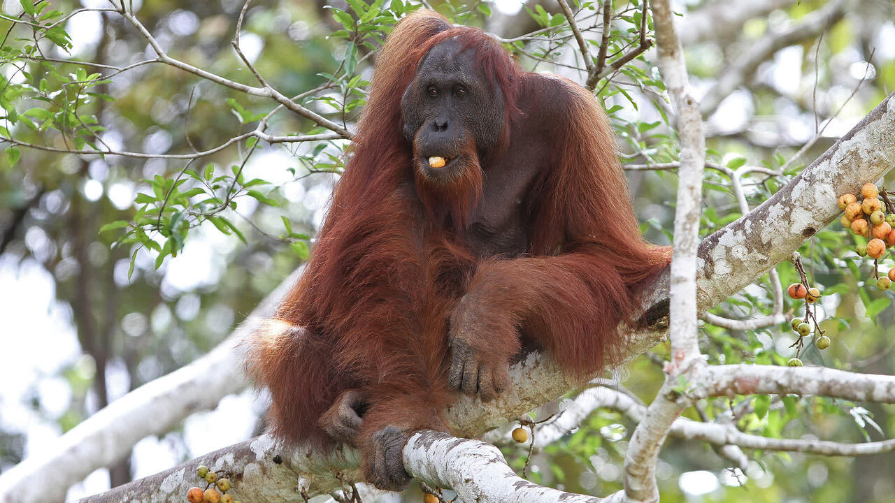 A wild Bornean orangutan feeding in a fig tree. Long reddish hair, enormous reach, and a build that weighs about what a person does.